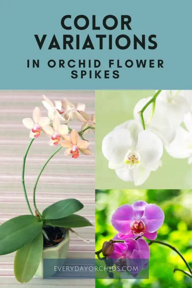 ¿Qué hace que una flor de orquídea cambie de color?