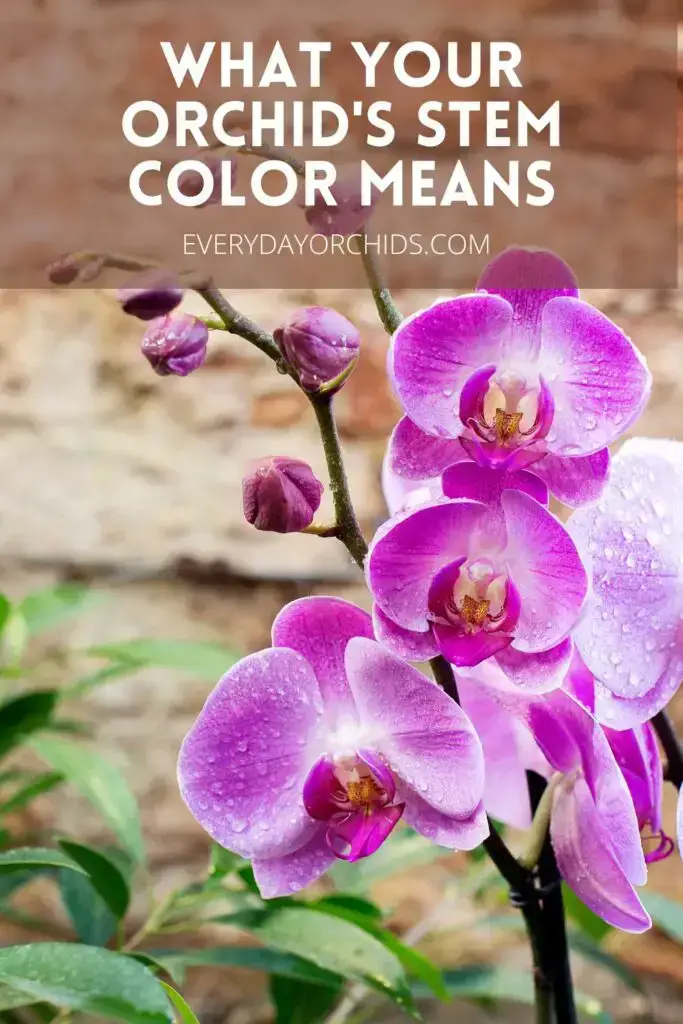 ¿Qué hace que una flor de orquídea cambie de color?