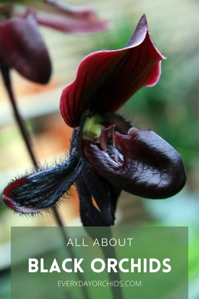 Orquídeas Negras: Lo Que Necesitas Saber