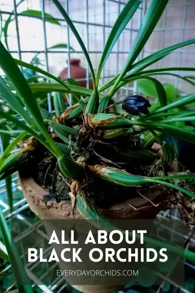Orquídeas Negras: Lo Que Necesitas Saber