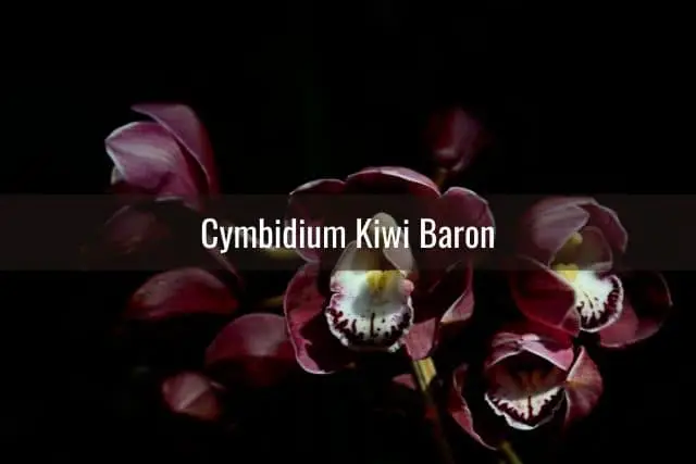 Orquídeas Negras: Lo Que Necesitas Saber