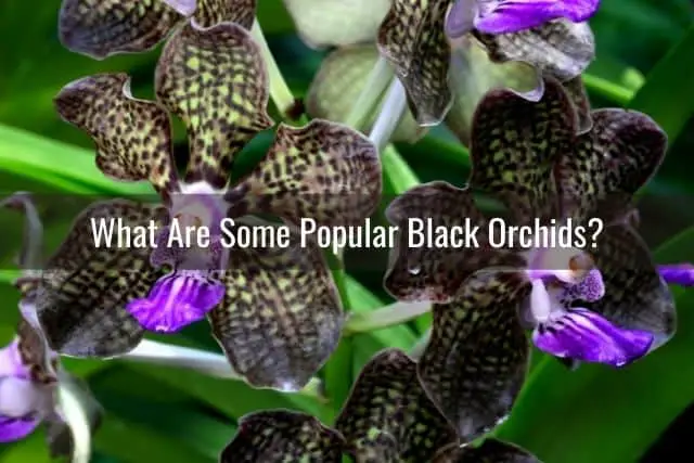 Orquídeas Negras: Lo Que Necesitas Saber