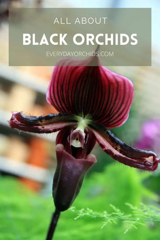 Orquídeas Negras: Lo Que Necesitas Saber