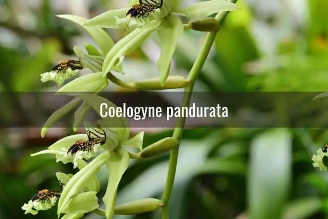 Orquídeas Negras: Lo Que Necesitas Saber
