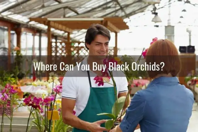 Orquídeas Negras: Lo Que Necesitas Saber