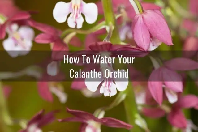Cuidado de la orquídea Calanthe: todo lo que necesita saber Cuidado de la orquídea Calanthe: todo lo que necesita saber