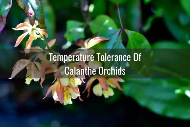 Cuidado de la orquídea Calanthe: todo lo que necesita saber Cuidado de la orquídea Calanthe: todo lo que necesita saber
