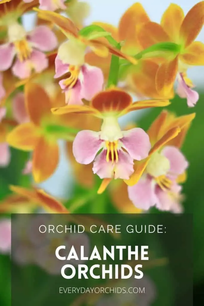 Cuidado de la orquídea Calanthe: todo lo que necesita saber Cuidado de la orquídea Calanthe: todo lo que necesita saber