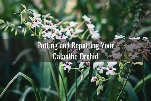Cuidado de la orquídea Calanthe: todo lo que necesita saber Cuidado de la orquídea Calanthe: todo lo que necesita saber