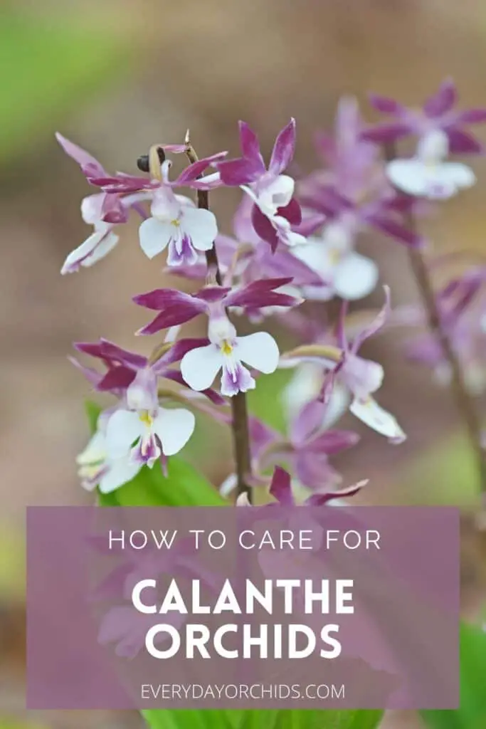 Cuidado de la orquídea Calanthe: todo lo que necesita saber Cuidado de la orquídea Calanthe: todo lo que necesita saber