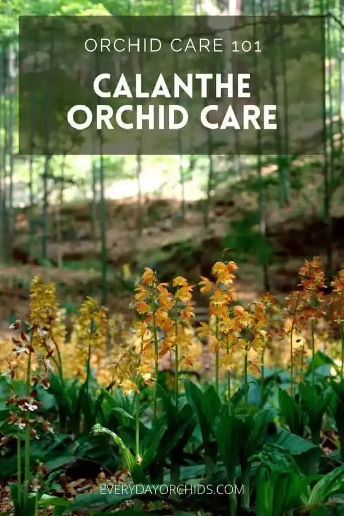 Cuidado de la orquídea Calanthe: todo lo que necesita saber Cuidado de la orquídea Calanthe: todo lo que necesita saber