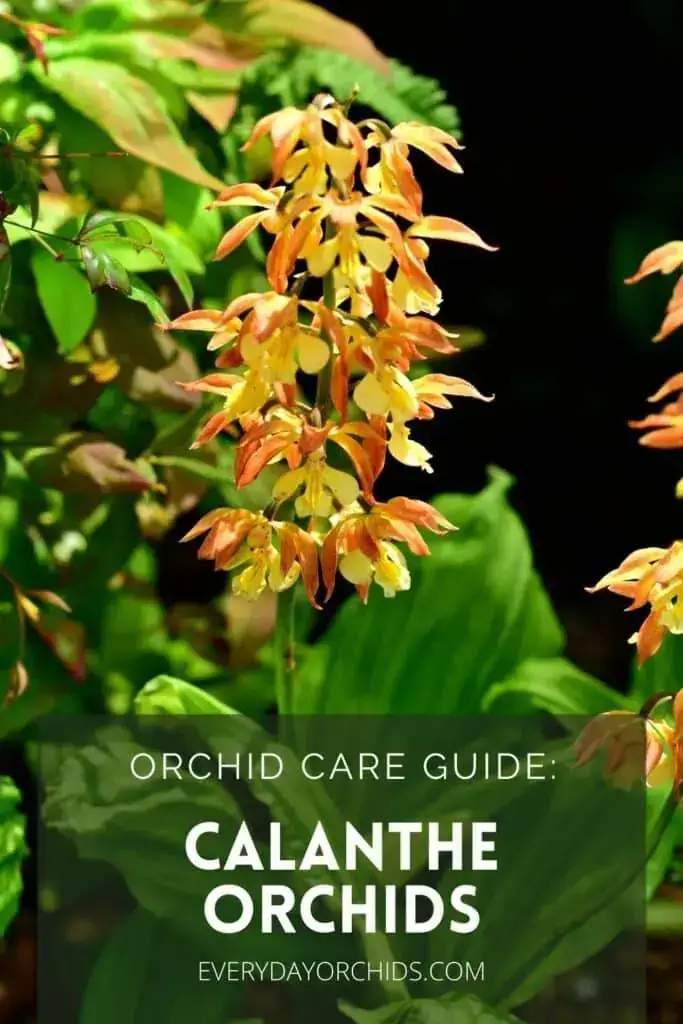 Cuidado de la orquídea Calanthe: todo lo que necesita saber Cuidado de la orquídea Calanthe: todo lo que necesita saber