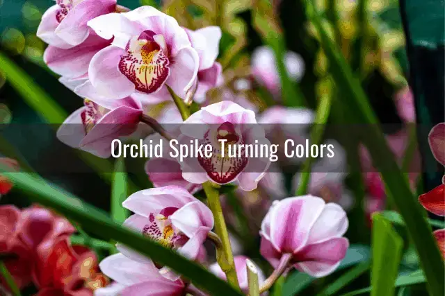Cuidado de las espigas de las orquídeas: problemas comunes y su tratamiento
