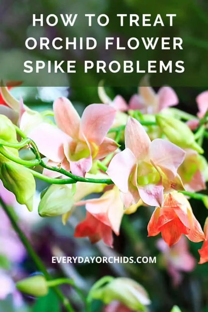 Cuidado de las espigas de las orquídeas: problemas comunes y su tratamiento