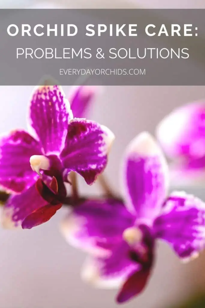 Cuidado de las espigas de las orquídeas: problemas comunes y su tratamiento