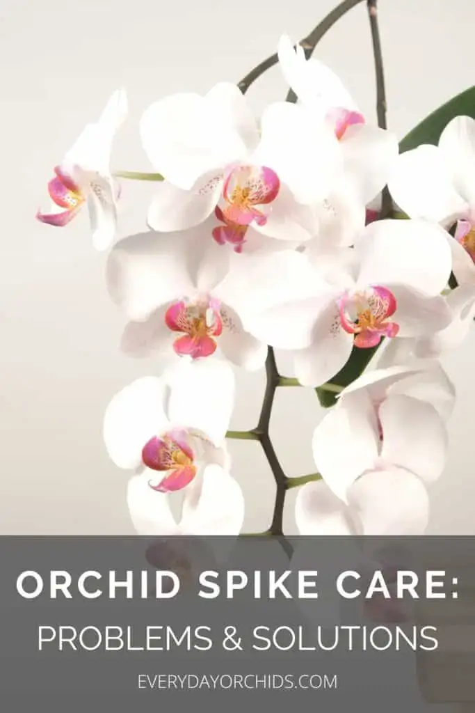 Cuidado de las espigas de las orquídeas: problemas comunes y su tratamiento