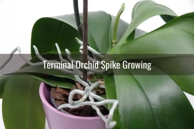 Cuidado de las espigas de las orquídeas: problemas comunes y su tratamiento