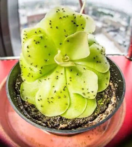 ¿Las orquídeas atraen hormigas? 8 métodos únicos para eliminar hormigas