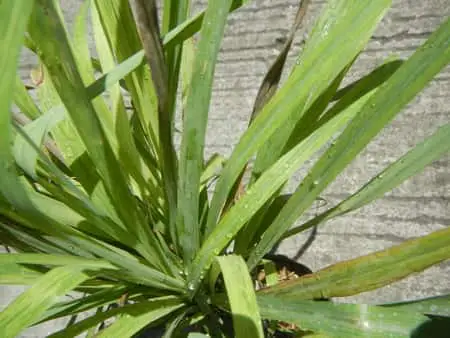 ¿Las orquídeas atraen hormigas? 8 métodos únicos para eliminar hormigas