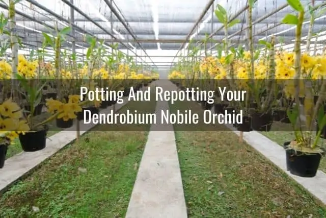 Guía de cuidado de orquídeas Dendrobium Nobile: todo lo que necesita saber