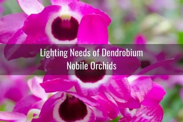 Guía de cuidado de orquídeas Dendrobium Nobile: todo lo que necesita saber