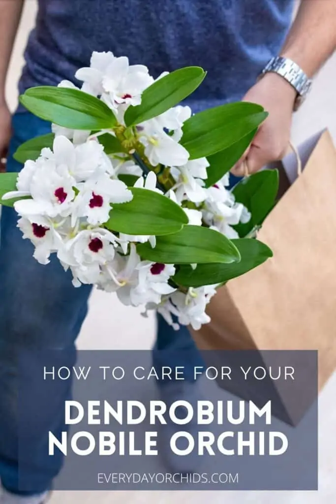 Guía de cuidado de orquídeas Dendrobium Nobile: todo lo que necesita saber