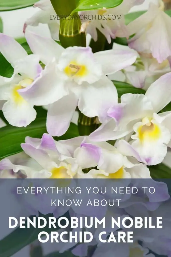 Guía de cuidado de orquídeas Dendrobium Nobile: todo lo que necesita saber