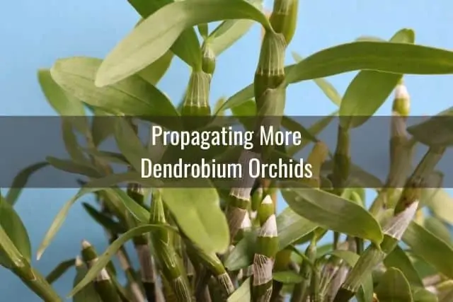 Guía de cuidado de orquídeas Dendrobium Nobile: todo lo que necesita saber