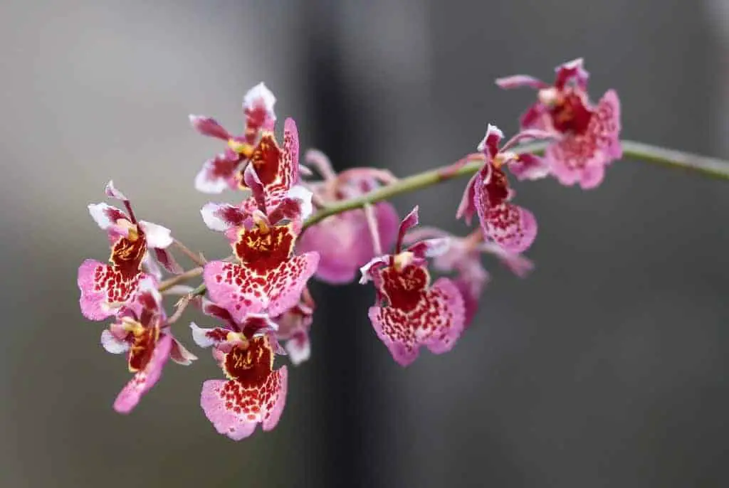 Cultivo de orquídeas Tolumnia Equitant Oncidium