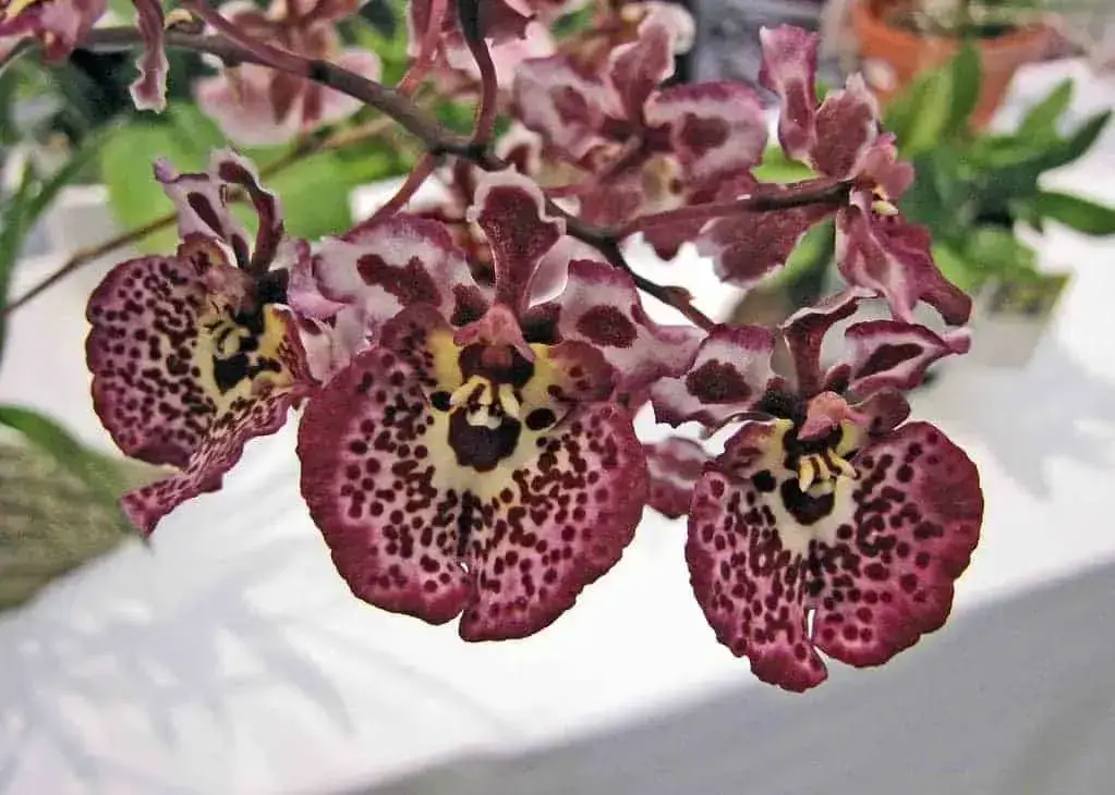Cultivo de orquídeas Tolumnia Equitant Oncidium
