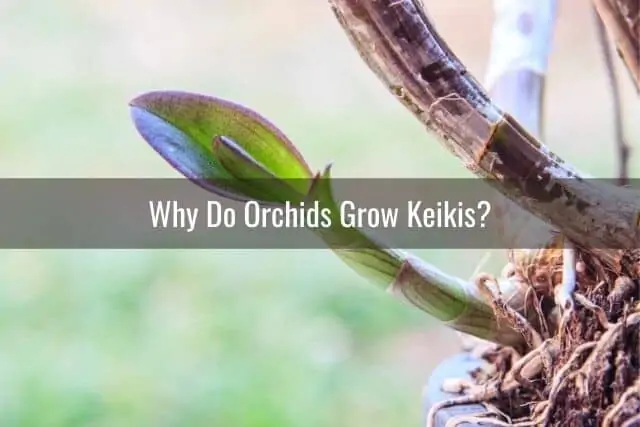 Cómo cuidar la orquídea Keiki
