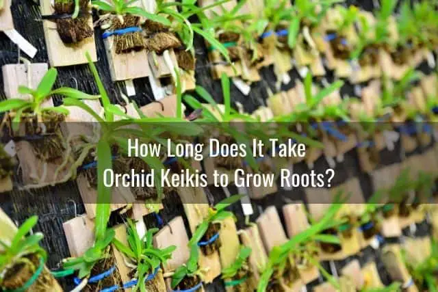 Cómo cuidar la orquídea Keiki