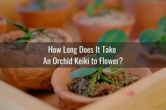 Cómo cuidar la orquídea Keiki