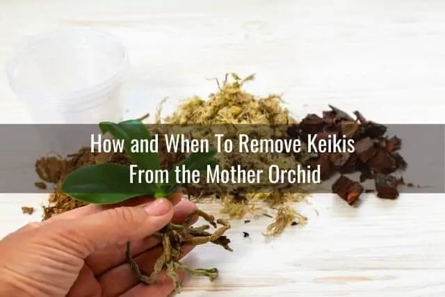 Cómo cuidar la orquídea Keiki
