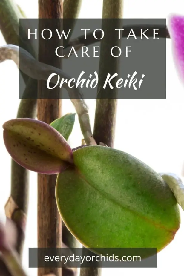 Cómo cuidar la orquídea Keiki