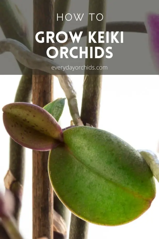 Cómo cuidar la orquídea Keiki