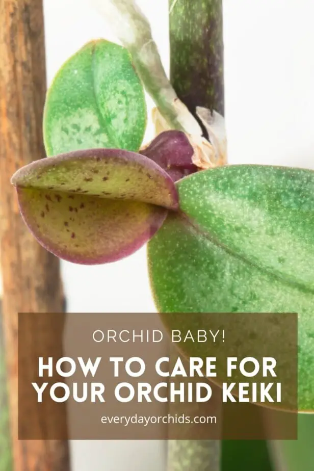 Cómo cuidar la orquídea Keiki