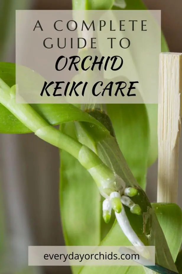 Cómo cuidar la orquídea Keiki