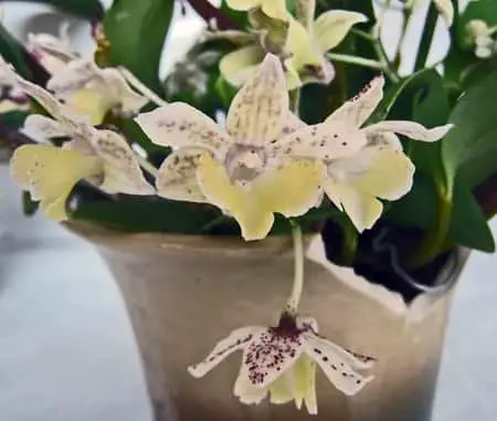 Bastones arrugados de Dendrobium: 5 razones probables