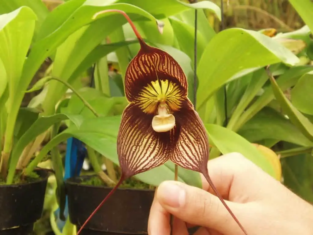 Dracula Orchids: El increíble dragón con cara de mono