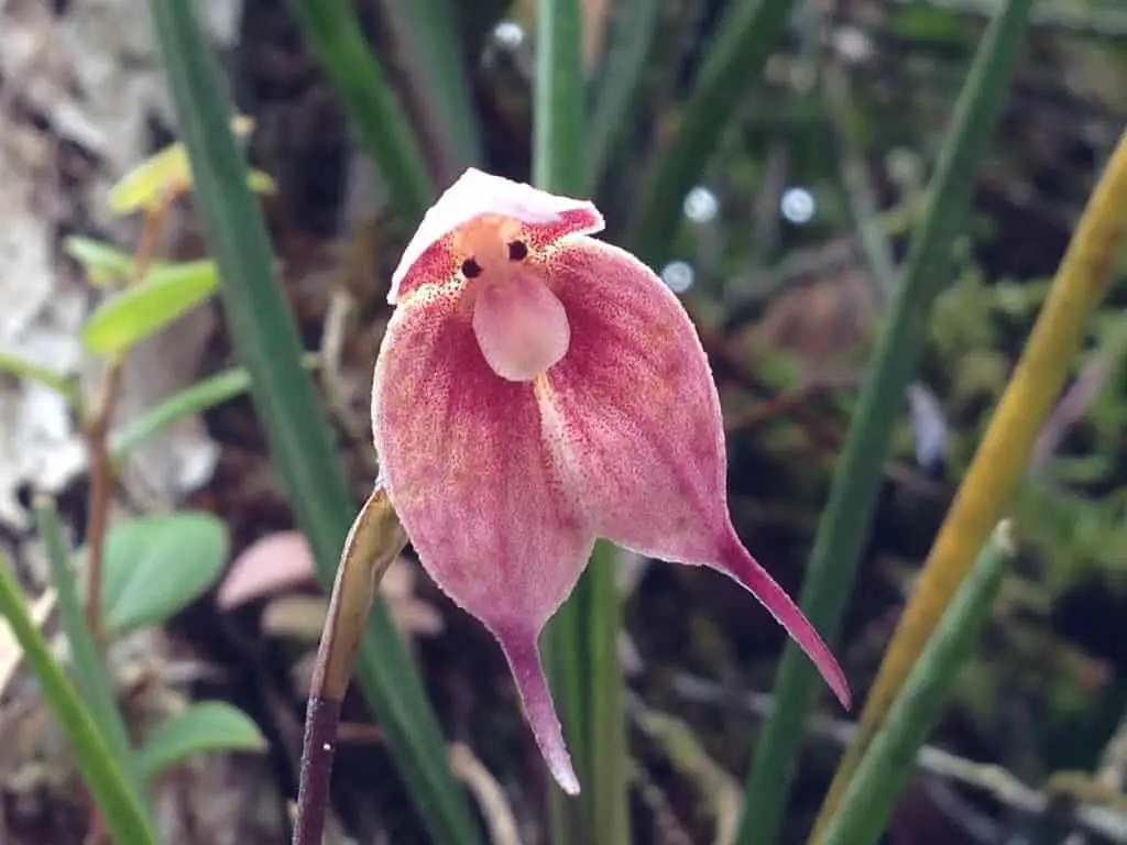Dracula Orchids: El increíble dragón con cara de mono
