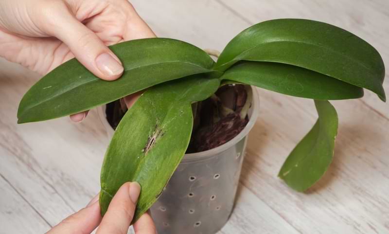 Cure las hojas de las orquídeas que se vuelven amarillas | 10 causas comunes