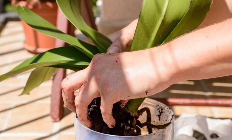 Cure las hojas de las orquídeas que se vuelven amarillas | 10 causas comunes