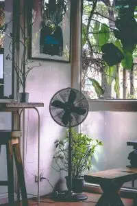 Manejo de la humedad: 8 mejores consejos para orquídeas saludables