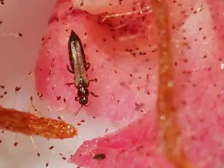 Insectos, plagas y bichos del musgo Sphagnum: ¿Qué hay en mi orquídea?