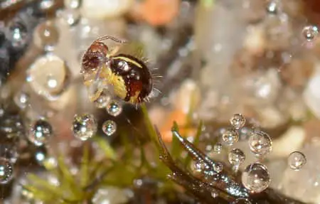 Insectos, plagas y bichos del musgo Sphagnum: ¿Qué hay en mi orquídea?