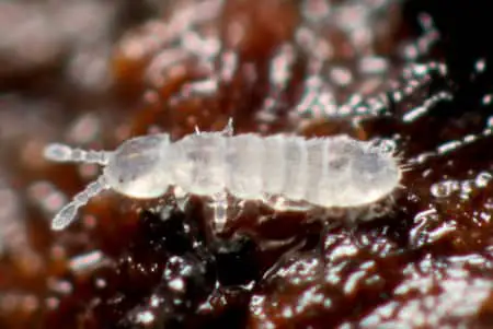 Insectos, plagas y bichos del musgo Sphagnum: ¿Qué hay en mi orquídea?