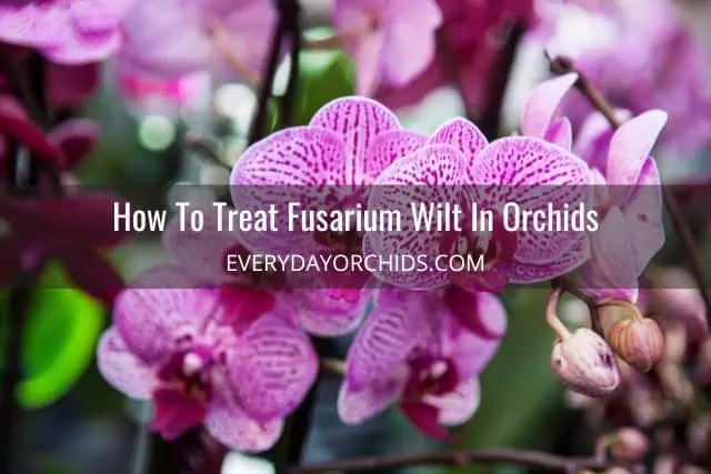 Marchitez por Fusarium en orquídeas: cómo reconocerla y tratarla Marchitez por Fusarium en orquídeas: cómo reconocerla y tratarla