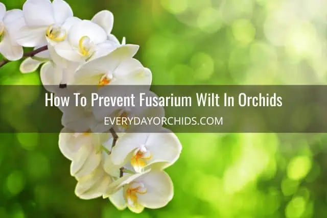 Marchitez por Fusarium en orquídeas: cómo reconocerla y tratarla Marchitez por Fusarium en orquídeas: cómo reconocerla y tratarla