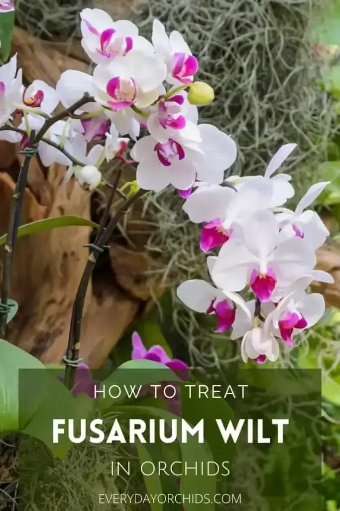 Marchitez por Fusarium en orquídeas: cómo reconocerla y tratarla Marchitez por Fusarium en orquídeas: cómo reconocerla y tratarla